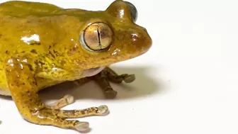 Life is what you make it ???? Tree frog,（Rookie）mustard, Japanese stream toad