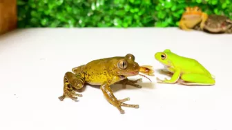 Life is what you make it ???? Tree frog,（Rookie）mustard, Japanese stream toad