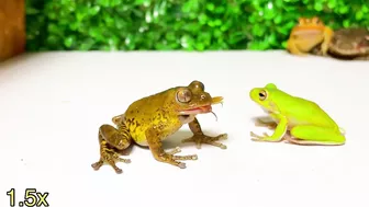 Life is what you make it ???? Tree frog,（Rookie）mustard, Japanese stream toad