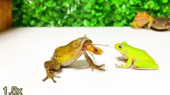 Life is what you make it ???? Tree frog,（Rookie）mustard, Japanese stream toad