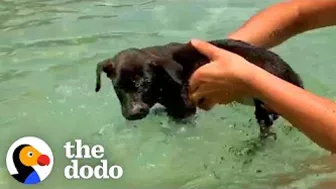 Woman Finds Abandoned 6 Week Old Puppy On The Beach | The Dodo Soulmates