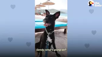 Woman Finds Abandoned 6 Week Old Puppy On The Beach | The Dodo Soulmates