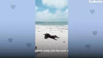 Woman Finds Abandoned 6 Week Old Puppy On The Beach | The Dodo Soulmates