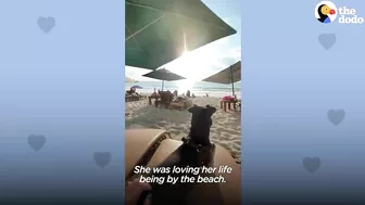 Woman Finds Abandoned 6 Week Old Puppy On The Beach | The Dodo Soulmates