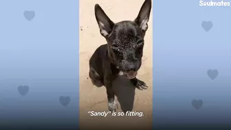 Woman Finds Abandoned 6 Week Old Puppy On The Beach | The Dodo Soulmates