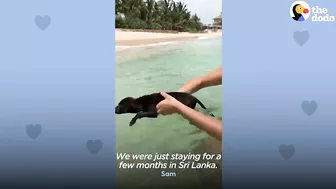 Woman Finds Abandoned 6 Week Old Puppy On The Beach | The Dodo Soulmates