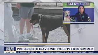 Preparing to travel with your pets this summer