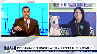 Preparing to travel with your pets this summer