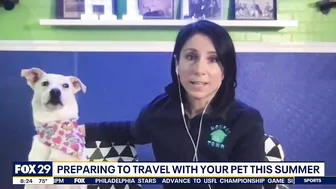 Preparing to travel with your pets this summer