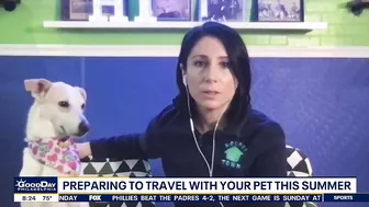 Preparing to travel with your pets this summer