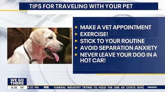 Preparing to travel with your pets this summer