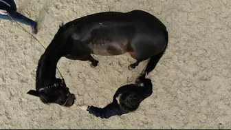 DRONE Footage of a Horse Stretching - SO COOL!