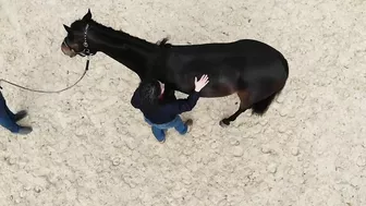 DRONE Footage of a Horse Stretching - SO COOL!