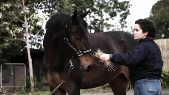 DRONE Footage of a Horse Stretching - SO COOL!