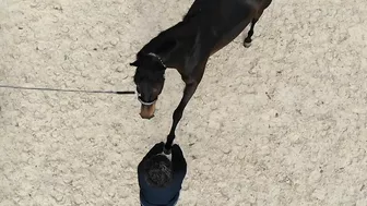 DRONE Footage of a Horse Stretching - SO COOL!