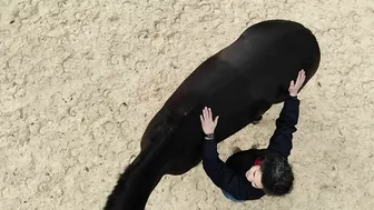 DRONE Footage of a Horse Stretching - SO COOL!