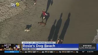 Look At This: Rosie's Dog Beach