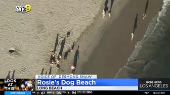 Look At This: Rosie's Dog Beach