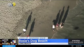 Look At This: Rosie's Dog Beach