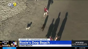 Look At This: Rosie's Dog Beach