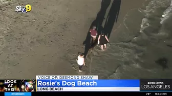 Look At This: Rosie's Dog Beach