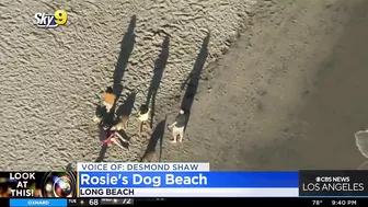 Look At This: Rosie's Dog Beach