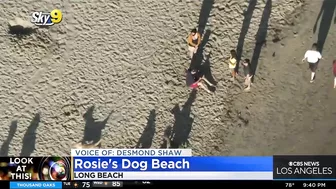 Look At This: Rosie's Dog Beach