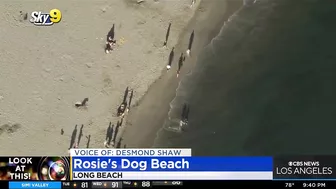 Look At This: Rosie's Dog Beach