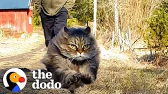 Fluffy Cat Runs As Fast As A Cheetah And Beats Her Dad In Every Race | The Dodo Cat Crazy