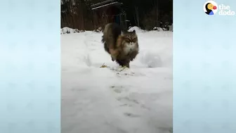 Fluffy Cat Runs As Fast As A Cheetah And Beats Her Dad In Every Race | The Dodo Cat Crazy