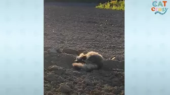 Fluffy Cat Runs As Fast As A Cheetah And Beats Her Dad In Every Race | The Dodo Cat Crazy