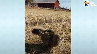 Fluffy Cat Runs As Fast As A Cheetah And Beats Her Dad In Every Race | The Dodo Cat Crazy