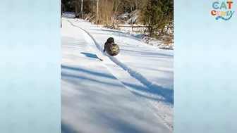 Fluffy Cat Runs As Fast As A Cheetah And Beats Her Dad In Every Race | The Dodo Cat Crazy