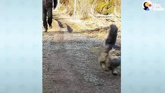 Fluffy Cat Runs As Fast As A Cheetah And Beats Her Dad In Every Race | The Dodo Cat Crazy