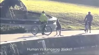 Kangaroo Kicks Man and Falls in the Water (Australia)