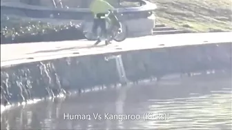 Kangaroo Kicks Man and Falls in the Water (Australia)