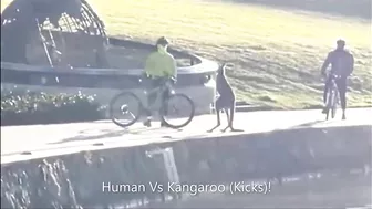 Kangaroo Kicks Man and Falls in the Water (Australia)