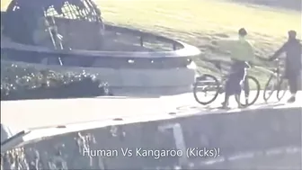 Kangaroo Kicks Man and Falls in the Water (Australia)