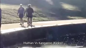 Kangaroo Kicks Man and Falls in the Water (Australia)