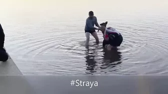 Kangaroo Shake Hands with Humans after being Saved (Australia)