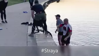 Kangaroo Shake Hands with Humans after being Saved (Australia)