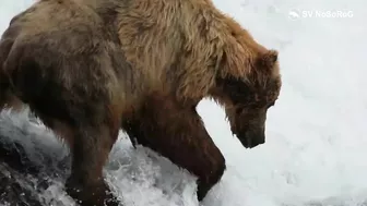 BEAR FUNNY VIDEO COMPILATION