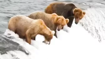 BEAR FUNNY VIDEO COMPILATION