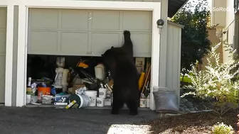 BEAR FUNNY VIDEO COMPILATION