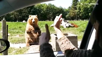 BEAR FUNNY VIDEO COMPILATION