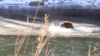 BEAR FUNNY VIDEO COMPILATION