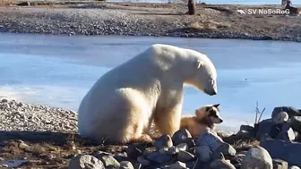 BEAR FUNNY VIDEO COMPILATION