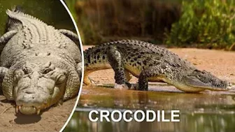 CROCODILE FUNNY VIDEO COMPILATION