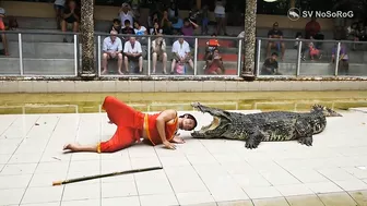 CROCODILE FUNNY VIDEO COMPILATION