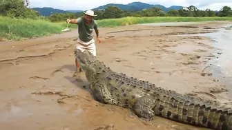 CROCODILE FUNNY VIDEO COMPILATION